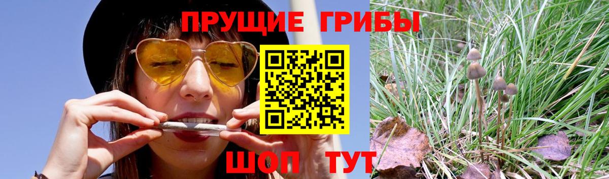 Псилоцибиновые грибы Psilocybe Родники